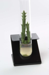 Cactus en culture in vitro